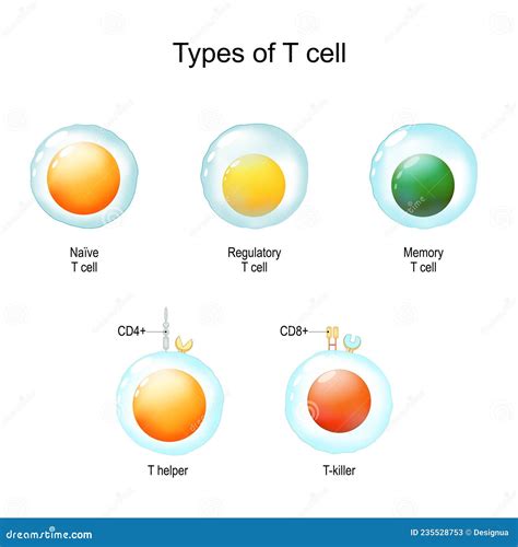 6 Types of T.